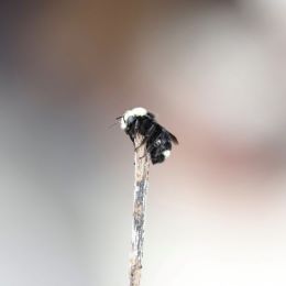 Yellow faced bumble bee on a stick